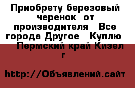 Приобрету березовый черенок  от производителя - Все города Другое » Куплю   . Пермский край,Кизел г.